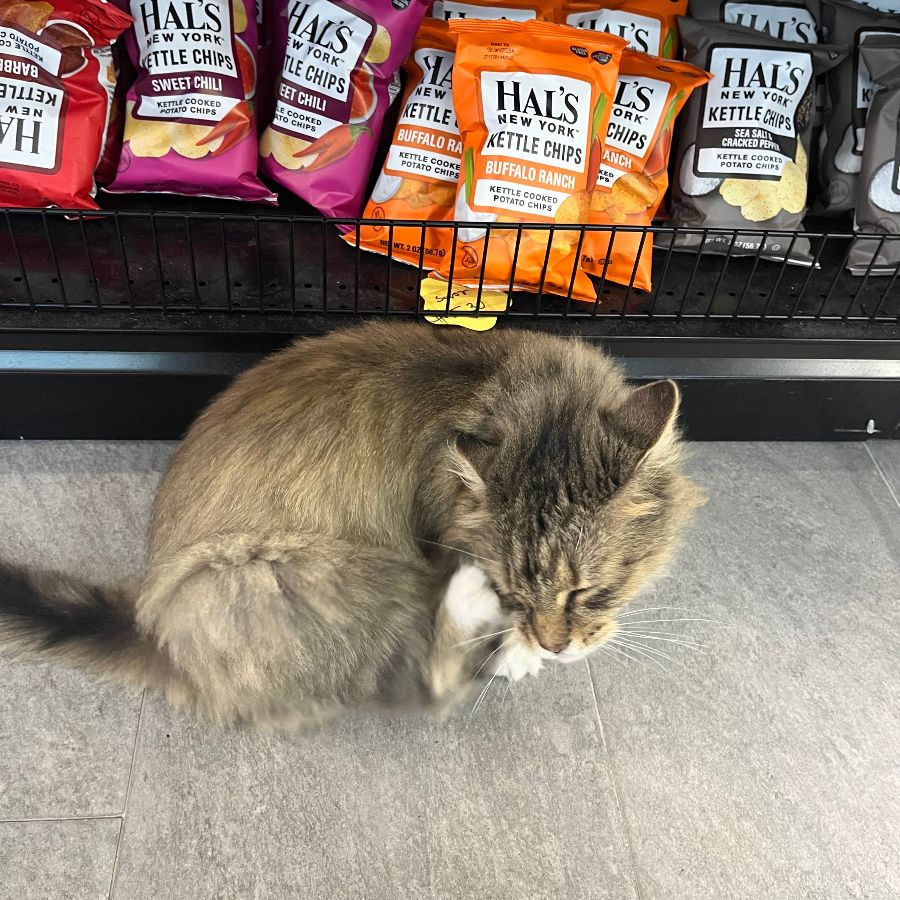 Piccola Brooklyn 마스코트 고양이