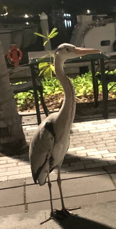 레스토랑 근처를 거니는 새의 모습