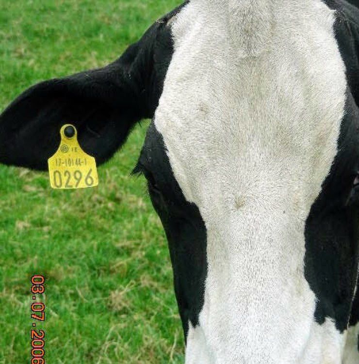 롱싱의 내부 식사 공간