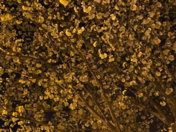 Barbarian, 리마에서 찾은 황홀한 수제 맥주 맛집의 밤