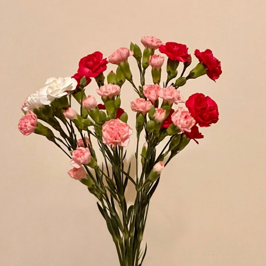 로마 프라티 지구의 숨겨진 보석, Vida: 잊지 못할 미식 경험을 선사하는 로컬 맛집