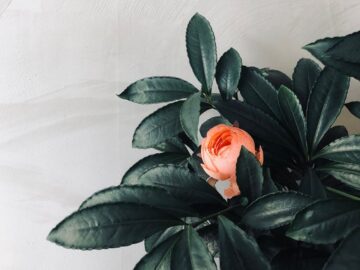 산토리니 피라의 숨겨진 보석, 코칼로 레스토랑에서 맛보는 지중해 최고의 맛집 서사