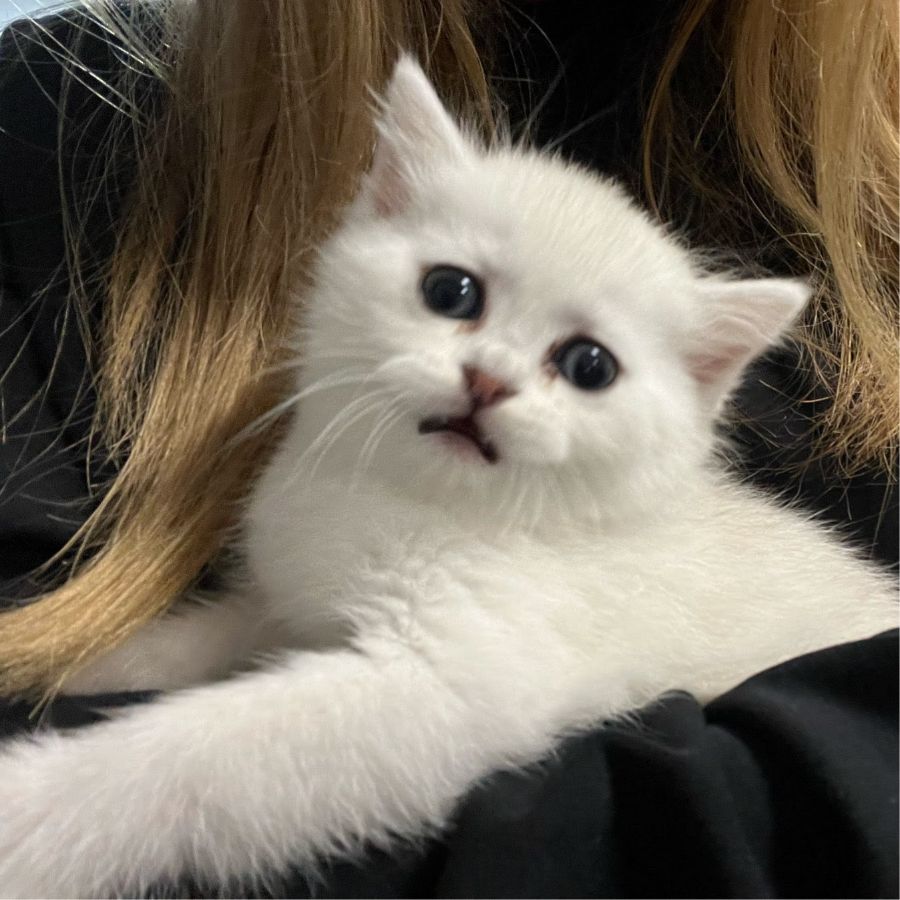 귀여운 흰색 아기 고양이