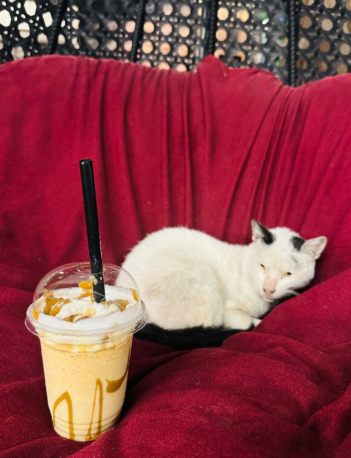 음료 옆에서 낮잠을 자는 고양이