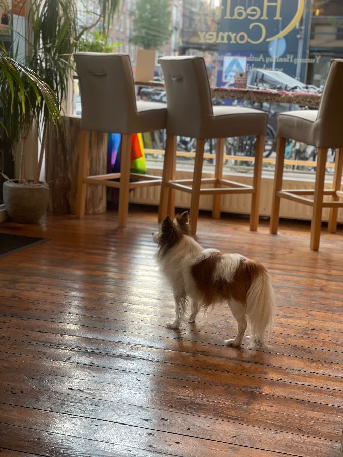 손님을 맞이하는 귀여운 강아지