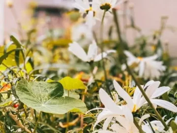 더블린, 바운스 백(Bounce Back)에서 맛보는 아일랜드의 작은 행복 맛집