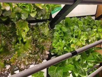 싱가포르 탱글린 맛집, Little Farms Tanglin에서 즐기는 미식 오아시스